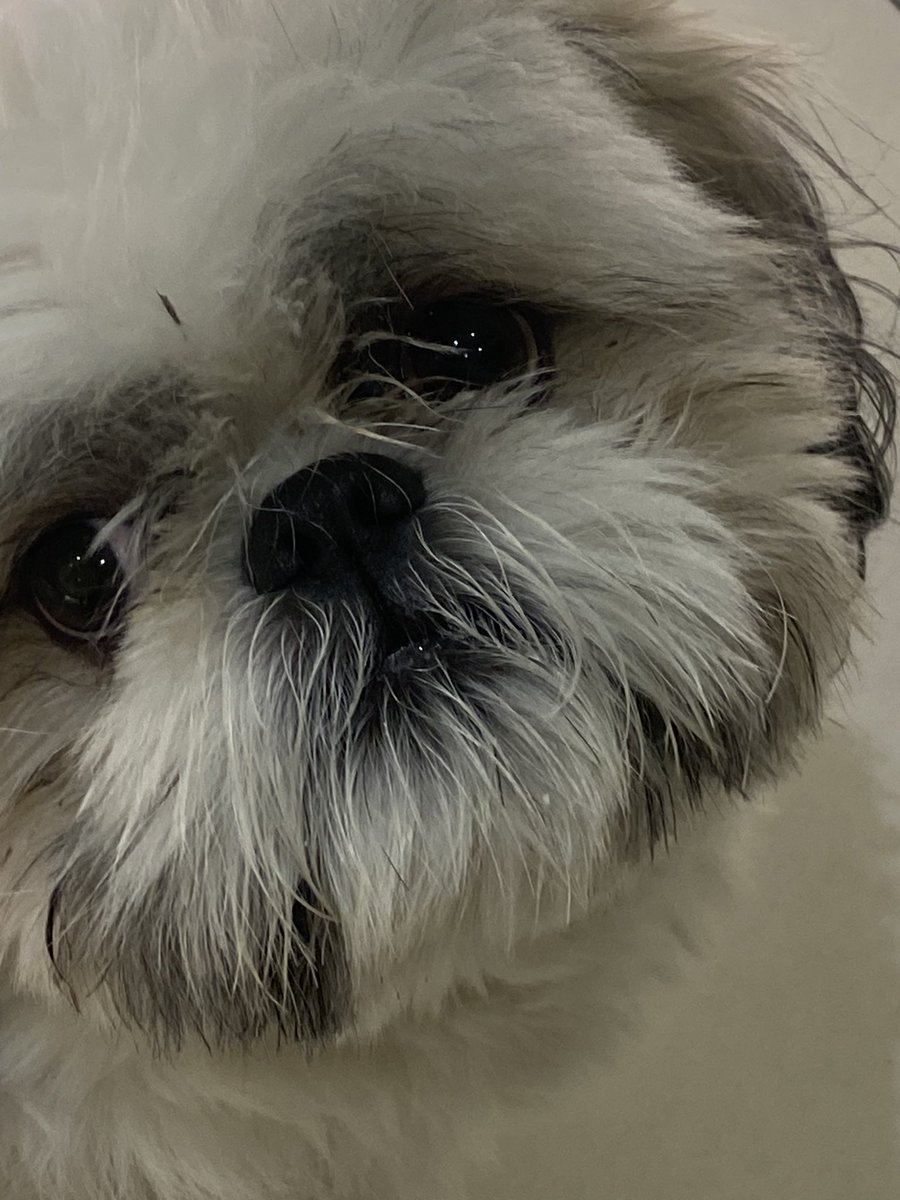 SLBirdintheTree's tweet photo. I am one of Hiroβs proud dogparents.
Hiro is a fan of belly rubs and treats, but wonβt say no to cheddar as a stop gap! #JLPets https://t.co/cjPk209c8n