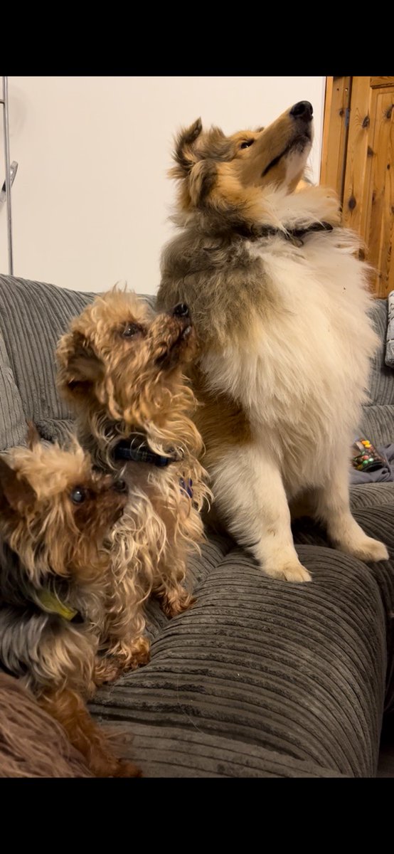 gill_ianh's tweet photo. Eddie and Misty (brother and sister) both 14 and our 8month old puppy Zazu... small medium and large 😂😂😂 #NationalLoveYourPetDay #PLTpetday https://t.co/vJL6vdeNEv