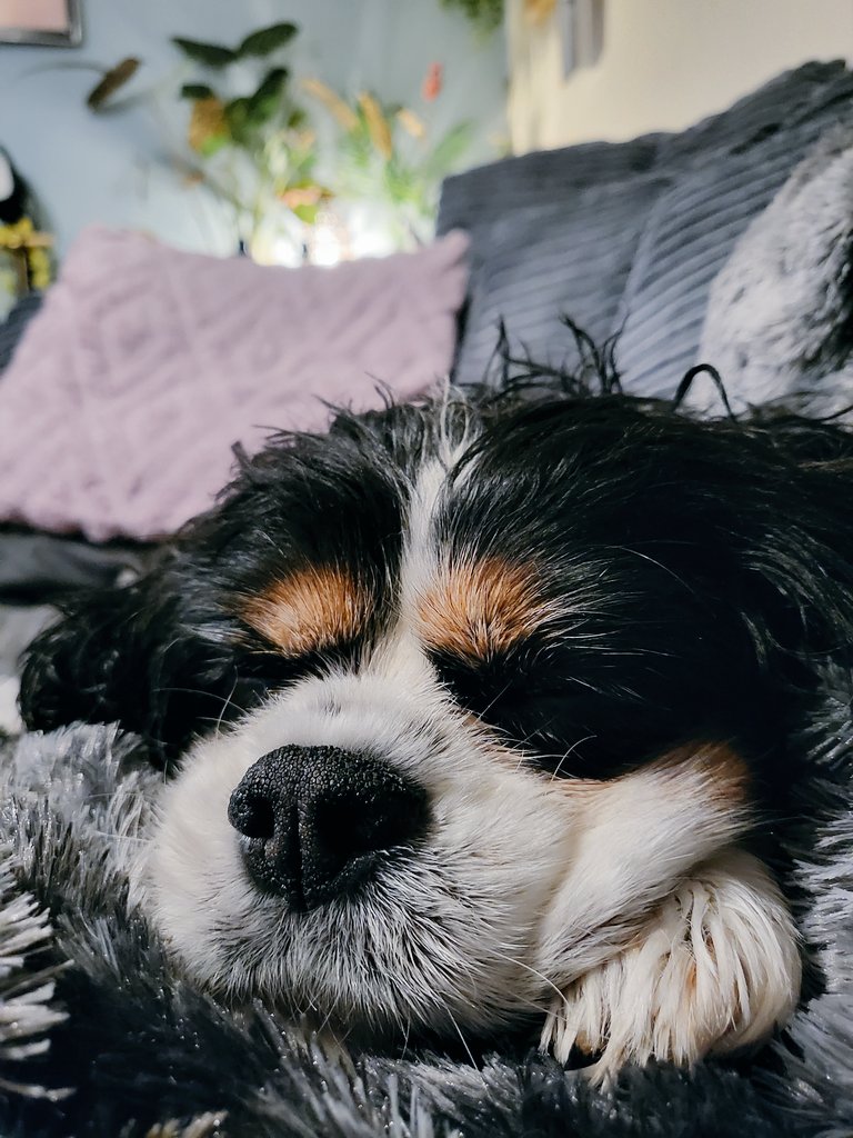 HappyThings2020's tweet photo. @JohnLewisRetail #JLPets the 14 Yr old queen of my life after a bath https://t.co/DPjNFqrdBi