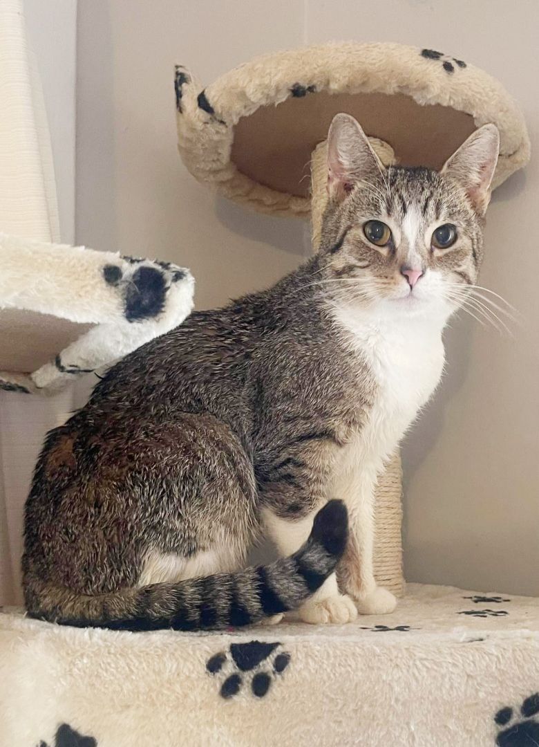 Rock N' Rescue on Twitter "Meet Hash Brown! He's another rescue from