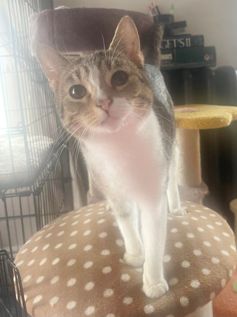 Rock N' Rescue on Twitter "Meet Hash Brown! He's another rescue from