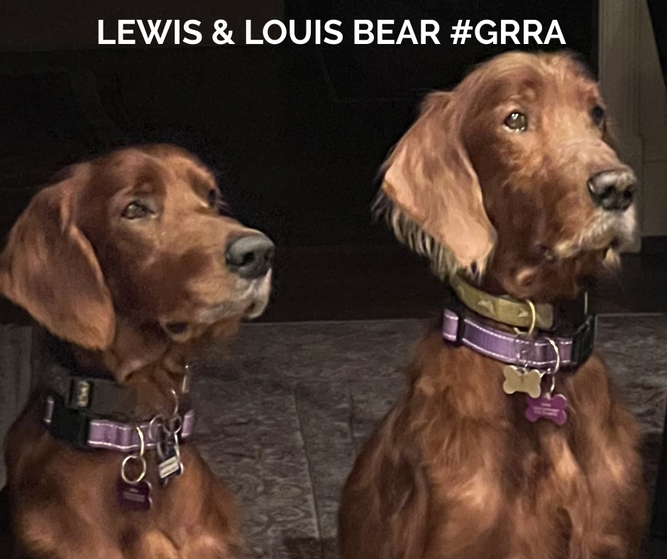 grratlanta's tweet photo. Meet Lewis (~9yrs) &amp; Louis Bear (~6yrs). They're a bonded father &amp; son pair. They absolutely love people &amp; have never met a stranger, &amp; now they're excited to find their #GRRAfureverhome. Please send us a message if you're interested in applying to adopt this pair. https://t.co/SJzZl5vbA5