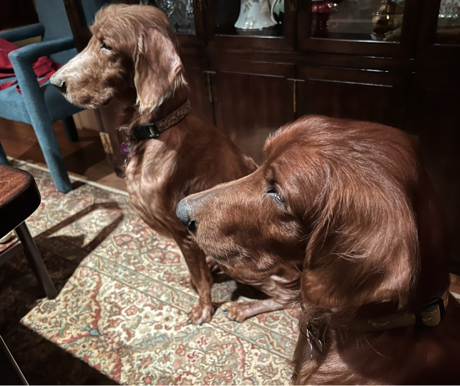 grratlanta's tweet photo. Meet Lewis (~9yrs) &amp; Louis Bear (~6yrs). They're a bonded father &amp; son pair. They absolutely love people &amp; have never met a stranger, &amp; now they're excited to find their #GRRAfureverhome. Please send us a message if you're interested in applying to adopt this pair. https://t.co/SJzZl5vbA5