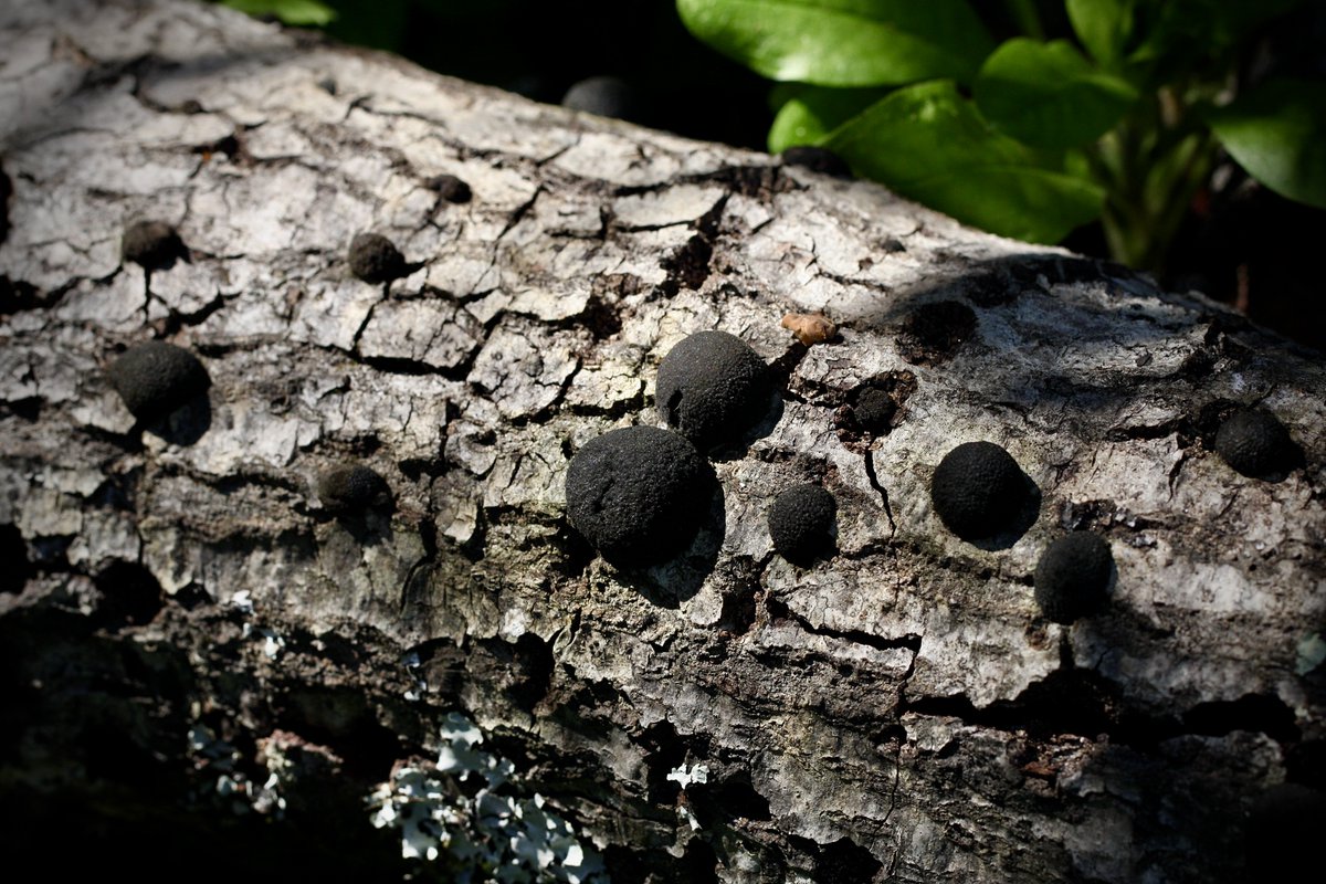 tasturm1's tweet photo. #MicrobialMonday with #Lichens on a nice warm day....rain and cold set to return tomorrow. #SciComm #NaturePhotography #Nature #Microbiology @ASMicrobiology https://t.co/mfhZd2FVGH