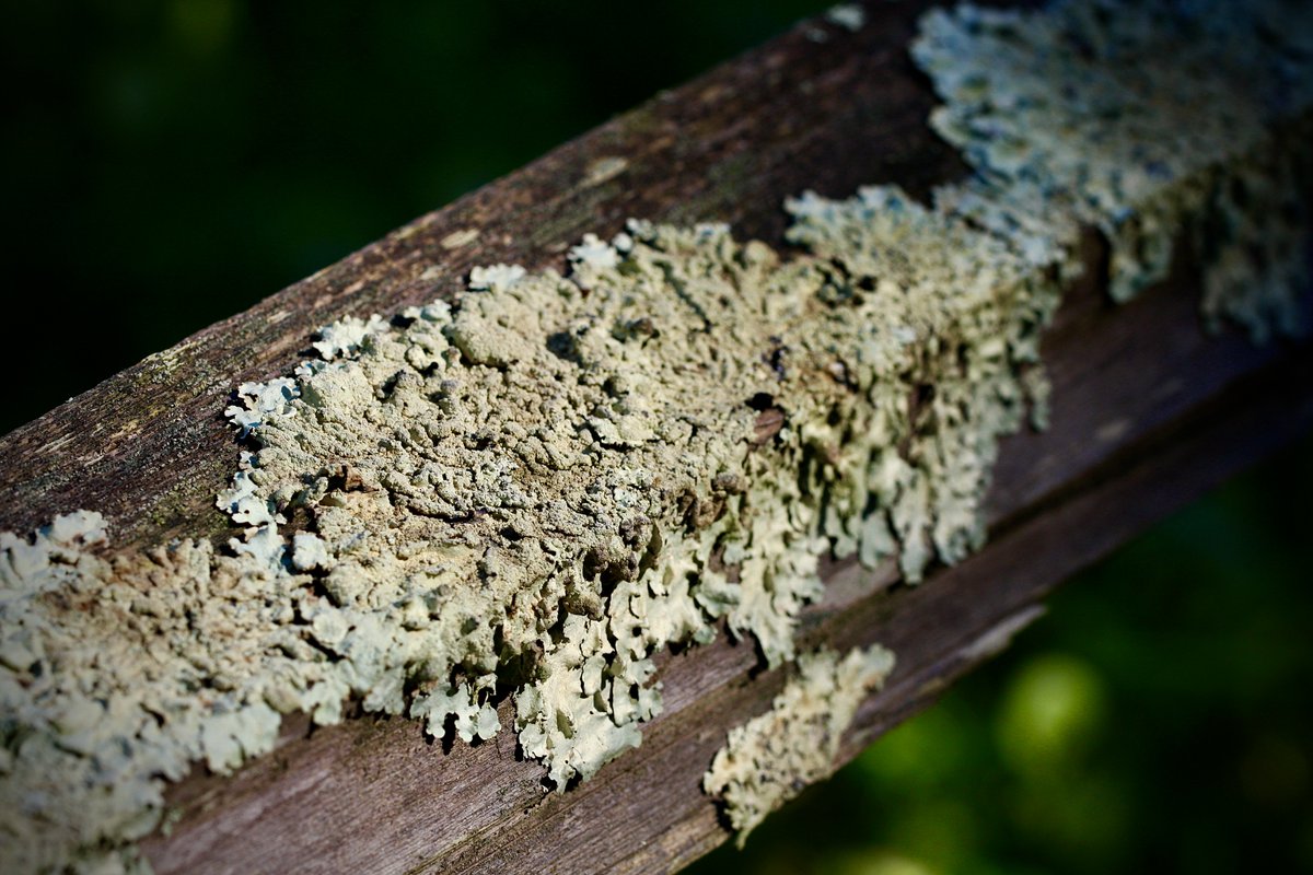 tasturm1's tweet photo. #MicrobialMonday with #Lichens on a nice warm day....rain and cold set to return tomorrow. #SciComm #NaturePhotography #Nature #Microbiology @ASMicrobiology https://t.co/mfhZd2FVGH