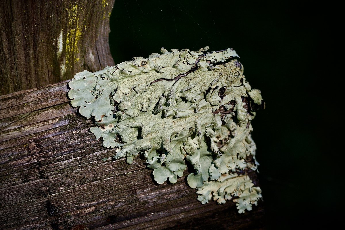 tasturm1's tweet photo. #MicrobialMonday with #Lichens on a nice warm day....rain and cold set to return tomorrow. #SciComm #NaturePhotography #Nature #Microbiology @ASMicrobiology https://t.co/mfhZd2FVGH