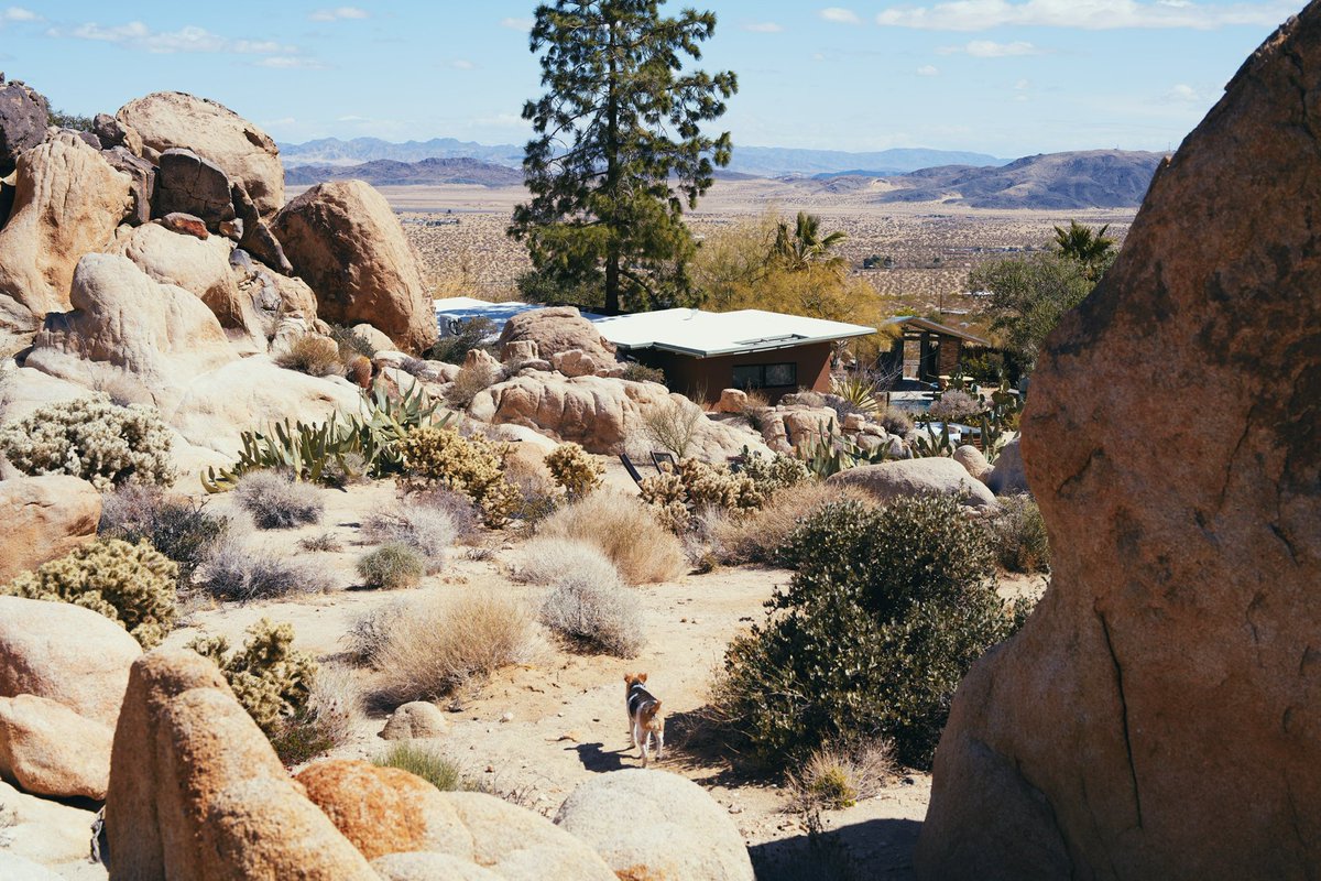tbgonz's tweet photo. Joshua Tree is what’s happening. https://t.co/8VVIAun7vH