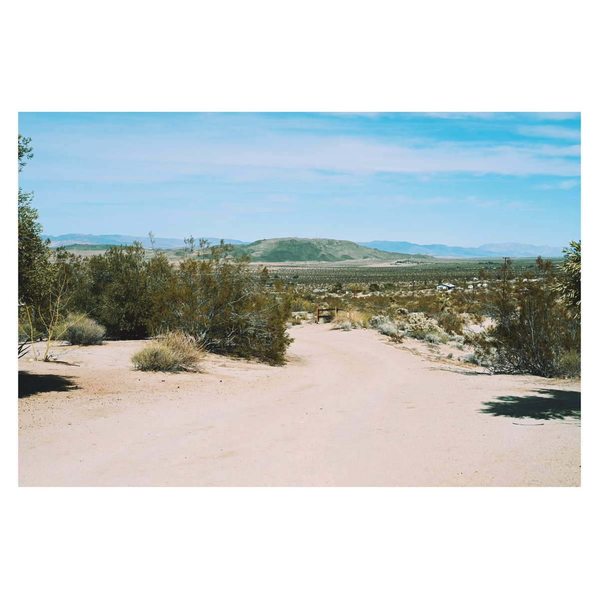 tbgonz's tweet photo. Joshua Tree is what’s happening. https://t.co/8VVIAun7vH