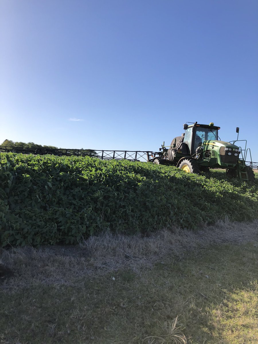 TomasSchmidt22's tweet photo. Esta sojita no se enteró de la seca qué hay 😳. Seguramente vaya para semillero. https://t.co/tVRHuaZikT