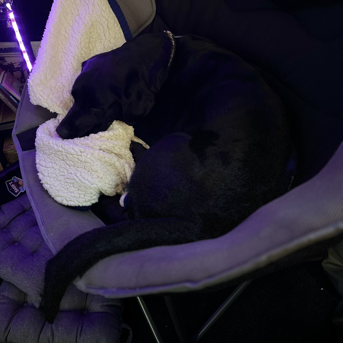 Office dog life 🐾