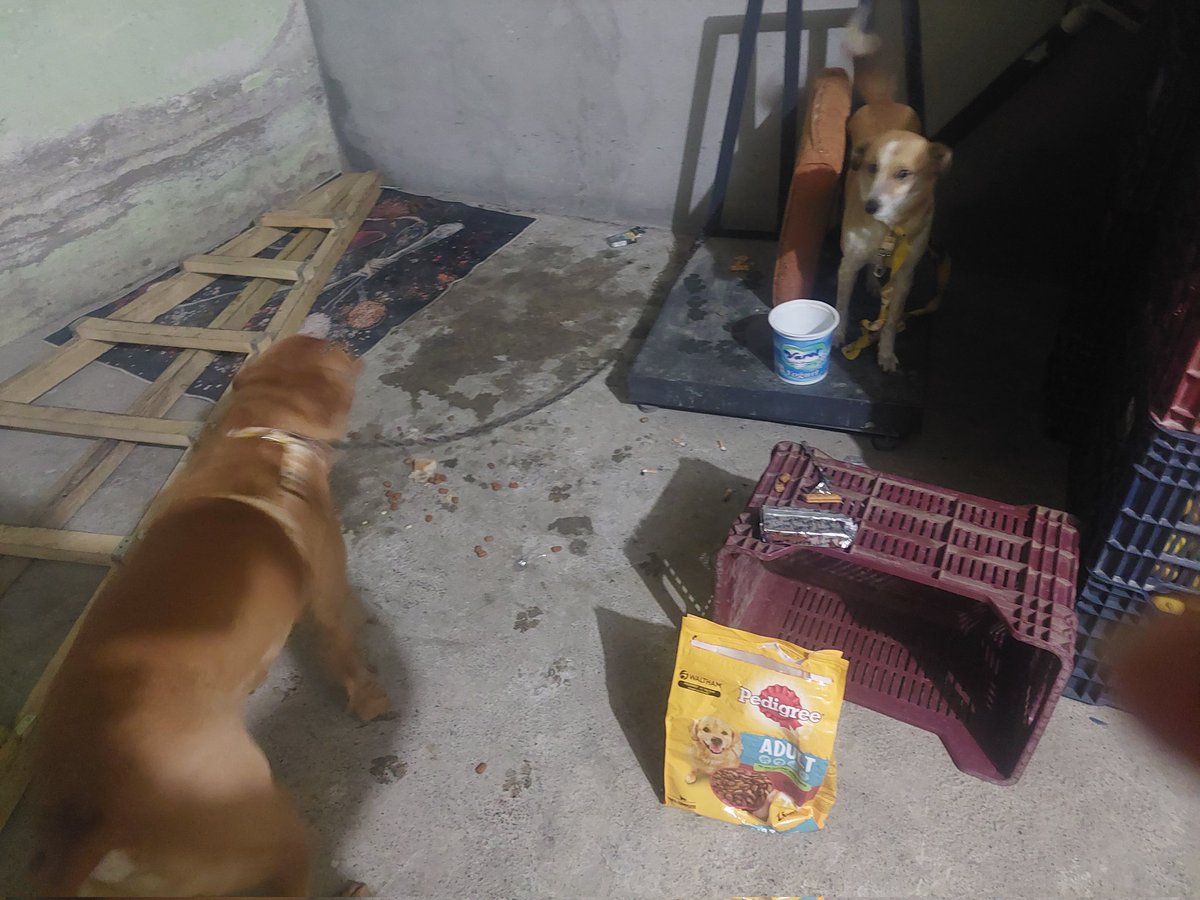 Gücüm kalmadı çok korkuyorum 
Mersinde de depreme yakalandik ,geçici kaldığımız yerde tsunami olacak diye hiç tanımadığımız birinin deposundayiz şuan.kopeklerim korkudan birbirine saldırıyor,ağrıdan duramıyorum,kediler adamın arabasında, allahim sabır ver bana..