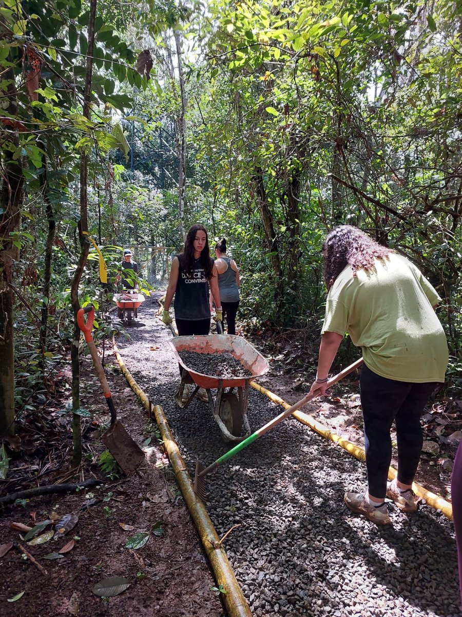 Camp_CostaRica's tweet photo. Great hard work everyone!💪 The team continues working on the trail and began the roof on one of the platforms at #CampCañoNegro.🌳🙌🐾
#CampsEffect #DoSomethingAmazing #PartneringWorldstrides @CampsInt @MedwayHighInfo https://t.co/pqYj0mJGK2