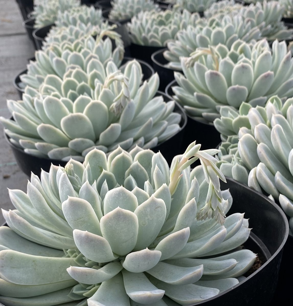 Altman_Plants's tweet photo. Came upon this lovely batch of Echeveria ‘Arctic Ice’ PP29,584 recently at one of our Southern California production nurseries.

Echeveria ‘Arctic Ice’ forms a beautiful cluster of opalescent white rosettes. Flowers in winter to spring. 

#succulents #echeveria https://t.co/aVHtYHgdLR