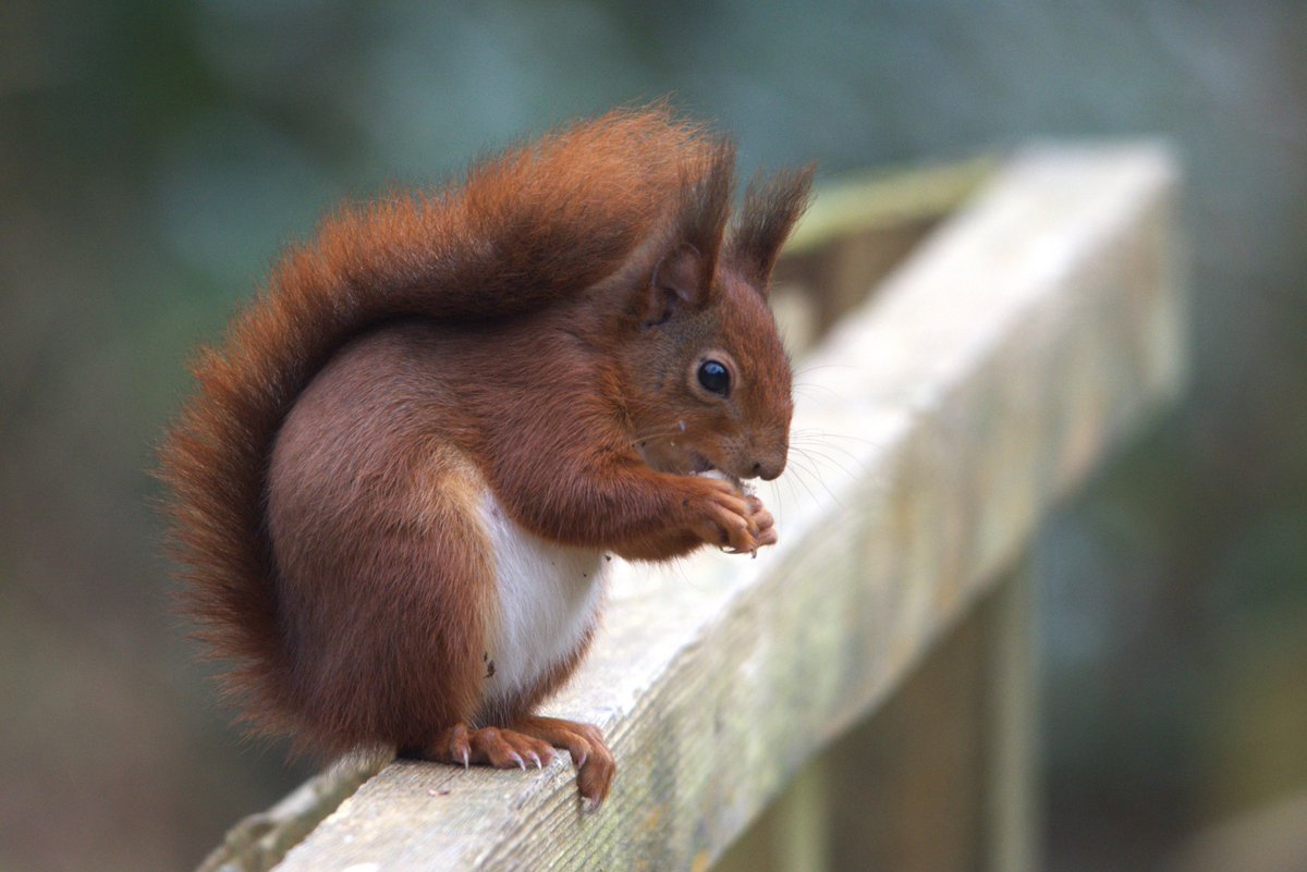 Just back from North Wales - social trip with a side of fantastic wildlife. Particularly good showing from some of the #Anglesey Red Squirrels at Nant y Pandy/The Dingle in Llangefni was one of the highlights - this one was especially showy. #wildlife #mammalwatching #squirrels