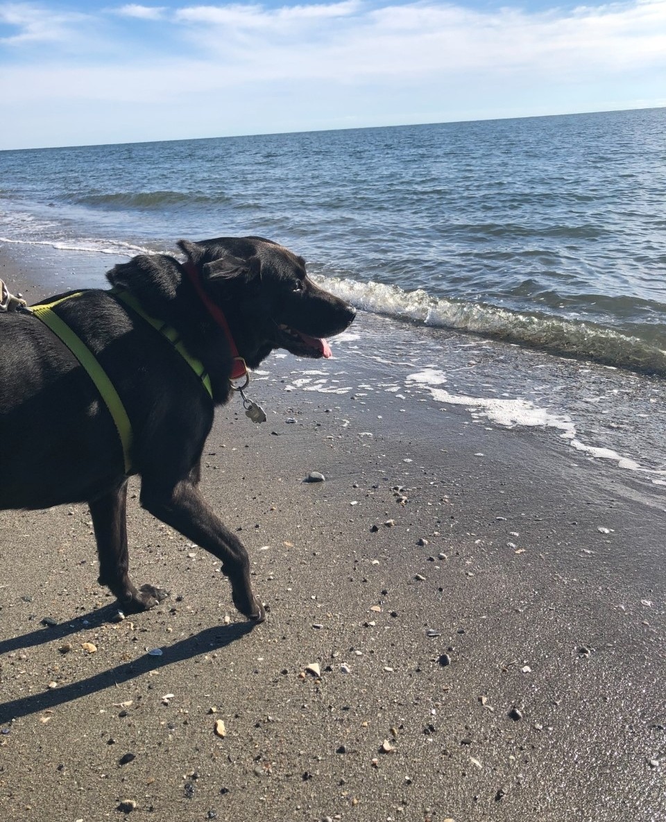WoofTrax (@wooftrax) on Twitter photo No matter the season our #WoofTrax friend, Buster, and his mom have the best time on their walks!
Don't forget to share your stories and photos with us via DM or an email to story@wooftrax.com for a chance to have your pup and story featured on our social media pages! 📧 No matter the season our #WoofTrax friend, Buster, and his mom have the best time on their walks!
Don't forget to share your stories and photos with us via DM or an email to story@wooftrax.com for a chance to have your pup and story featured on our social media pages! 📧