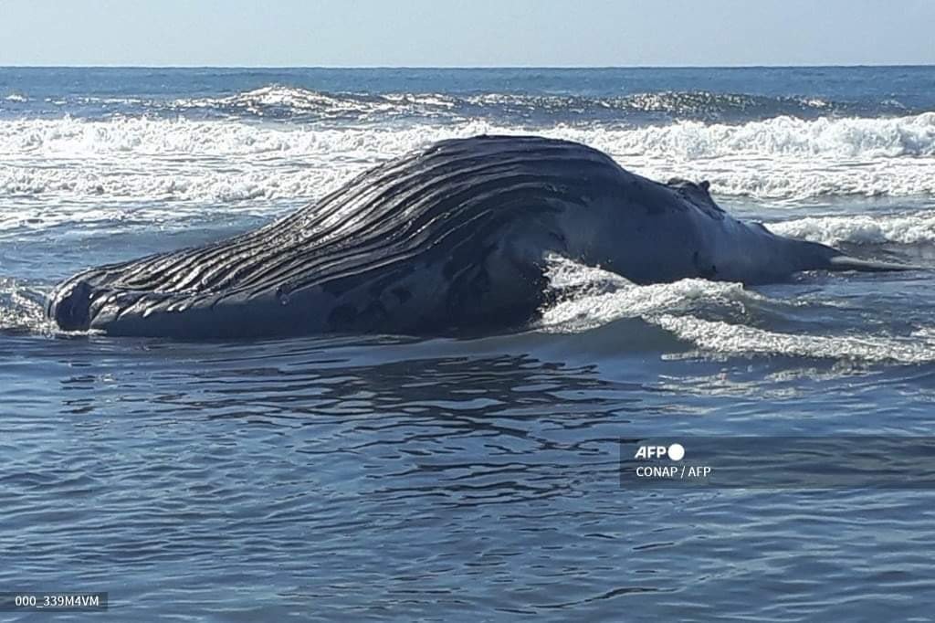 #Internacional | Encuentran muerta una ballena jorobada en playa de Guatemala
Habitantes del poblado de Sipacate, en la costa del océano Pacífico en Guatemala, encontraron muerta en una playa local a una ballena jorobada.
Vía: AFP Noticias
#GrupoMegavisión
#RompiendoLaTradición