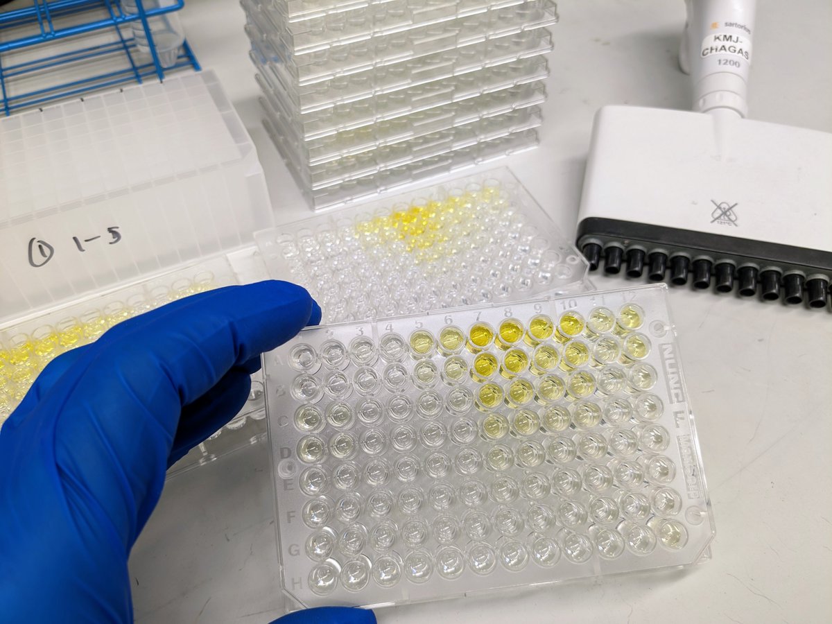 Promising! The mRNA vaccine candidates against Chagas disease that we are testing in-house are generating besides cellular immune responses also humoral antibody responses. The yellow color in the wells indicate a strong presence of immunoglobin 2c #chagasdisease @BCM_TropMed