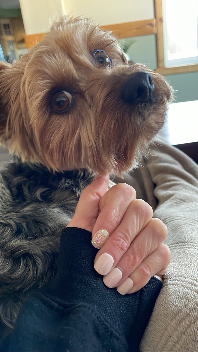 nackynoo77's tweet photo. This weeks Nails!! 💅🏻Milo Approves 🐶🐾
Dorothy by Impress Nails 
@impressmanicure https://t.co/aDznaIxV7t