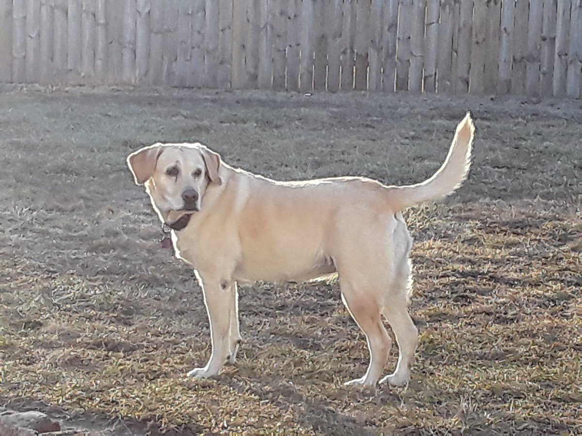 CJAndDJ2's tweet photo. Look at me!!
Am I fat!!!!????!!!!
Momma says I've gained weight!!~~CJ
#ALLMuscle @1gingerbeauty
@MimiBlu625 @TracyLHamilton1 @trangpang @Beata_Azlan @jereth_samson @snoochy7Kissme https://t.co/fcfDEuwbqe