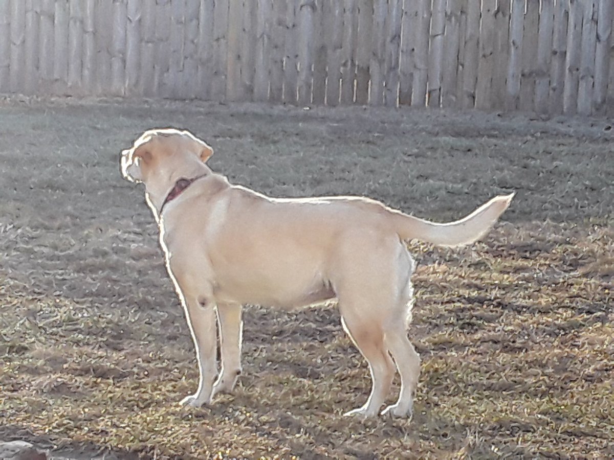 CJAndDJ2's tweet photo. Look at me!!
Am I fat!!!!????!!!!
Momma says I've gained weight!!~~CJ
#ALLMuscle @1gingerbeauty
@MimiBlu625 @TracyLHamilton1 @trangpang @Beata_Azlan @jereth_samson @snoochy7Kissme https://t.co/fcfDEuwbqe