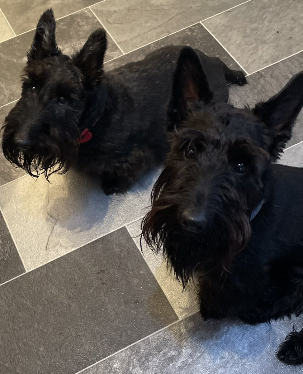 These 2 absolute muppets, saved my life! and are my life wouldn’t have it any other way! Love you guys 😘🐾🏴󠁧󠁢󠁳󠁣󠁴󠁿#LoveYourPetDay #ScottishTerrier