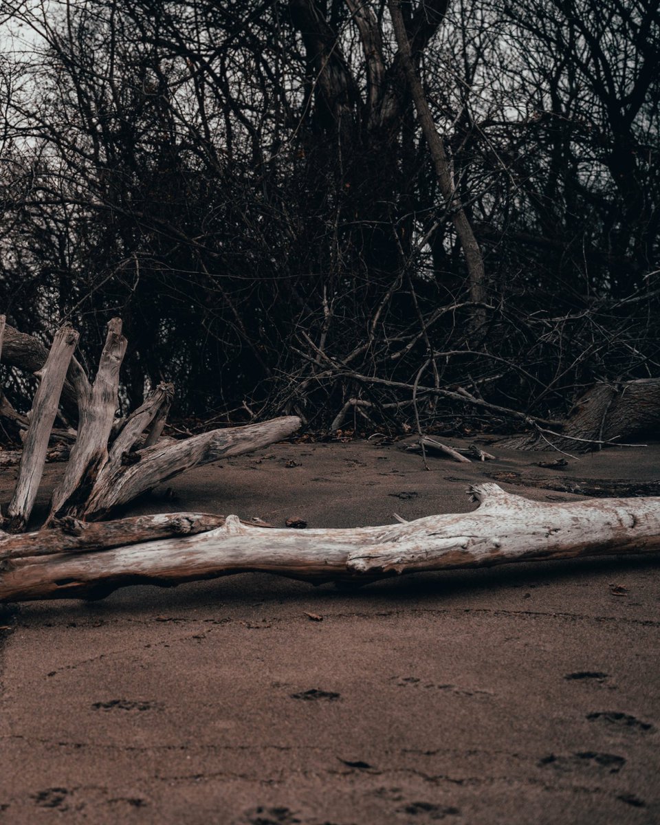 The woods are lovely,
dark and deep
BUT I HAVE PROMISES TO KEEP & MILES TO GO BEFORE I SLEEP.

#windsor #ontario #ontariotravel #ontarioparks #ontariophotographer #photography #earth #naturephotography #nature #beach #beachphotography #natgeolandscape #landscapephotography