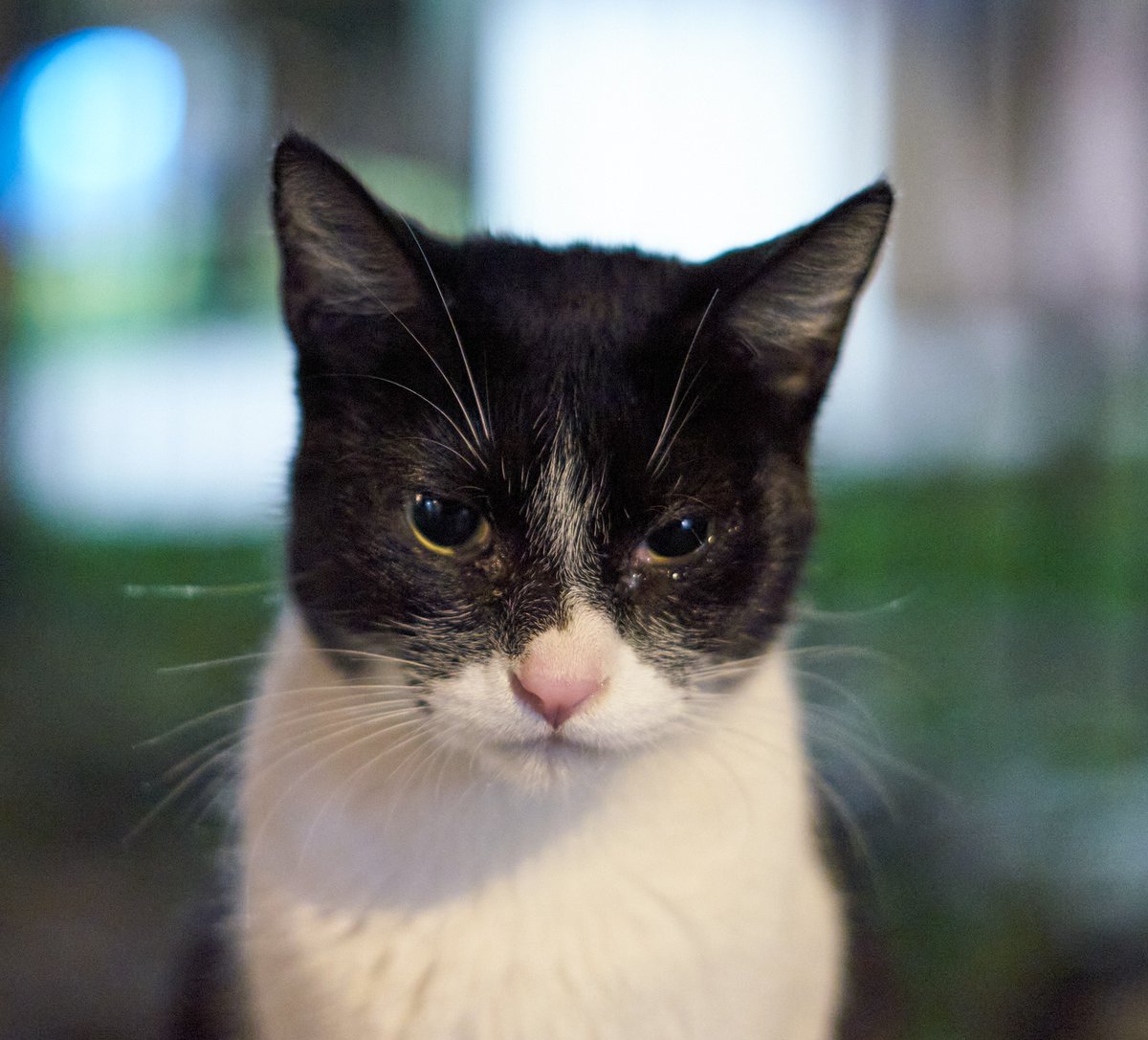 lapetiisaa's tweet photo. "Todos los días tengo que gastar en traerlos a dormir”. En este audio, Natalie Sánchez, presidenta de la Asociación de Gatos del Parque Kennedy, admite haber “dormido” a gatos abandonados. En esta 2da parte, @CusoBT revelamos más pruebas de maltrato. #DíaDelGato https://t.co/QrDkQF22Dx