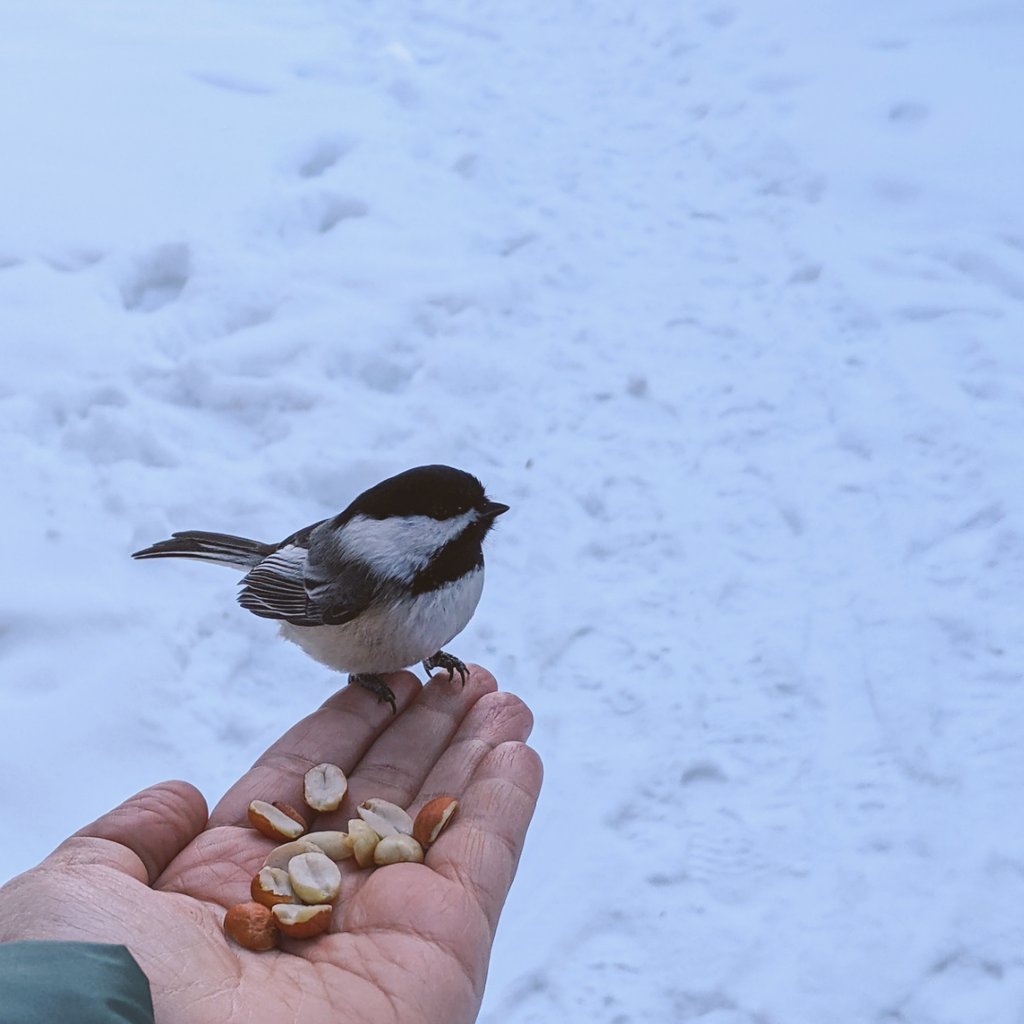 This time, I remembered the peanuts ☺️

I made at least a dozen birds happy today. My job is done.