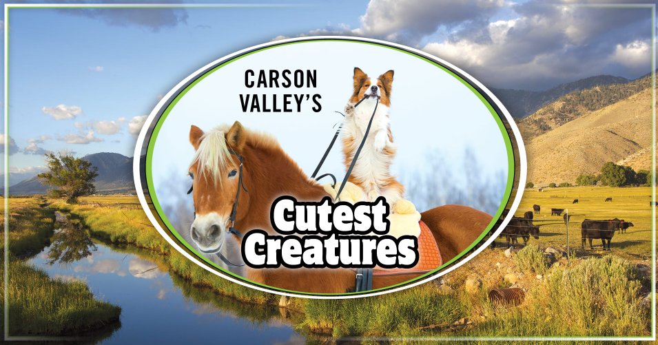 It's #CutestCritters time. #CVMC &amp; <a href="/RecordCourierNV/">The Record-Courier</a> want to see your cutest critters 🐶🐱🐴🐻‍❄️recordcourier.com/cutestcreature…