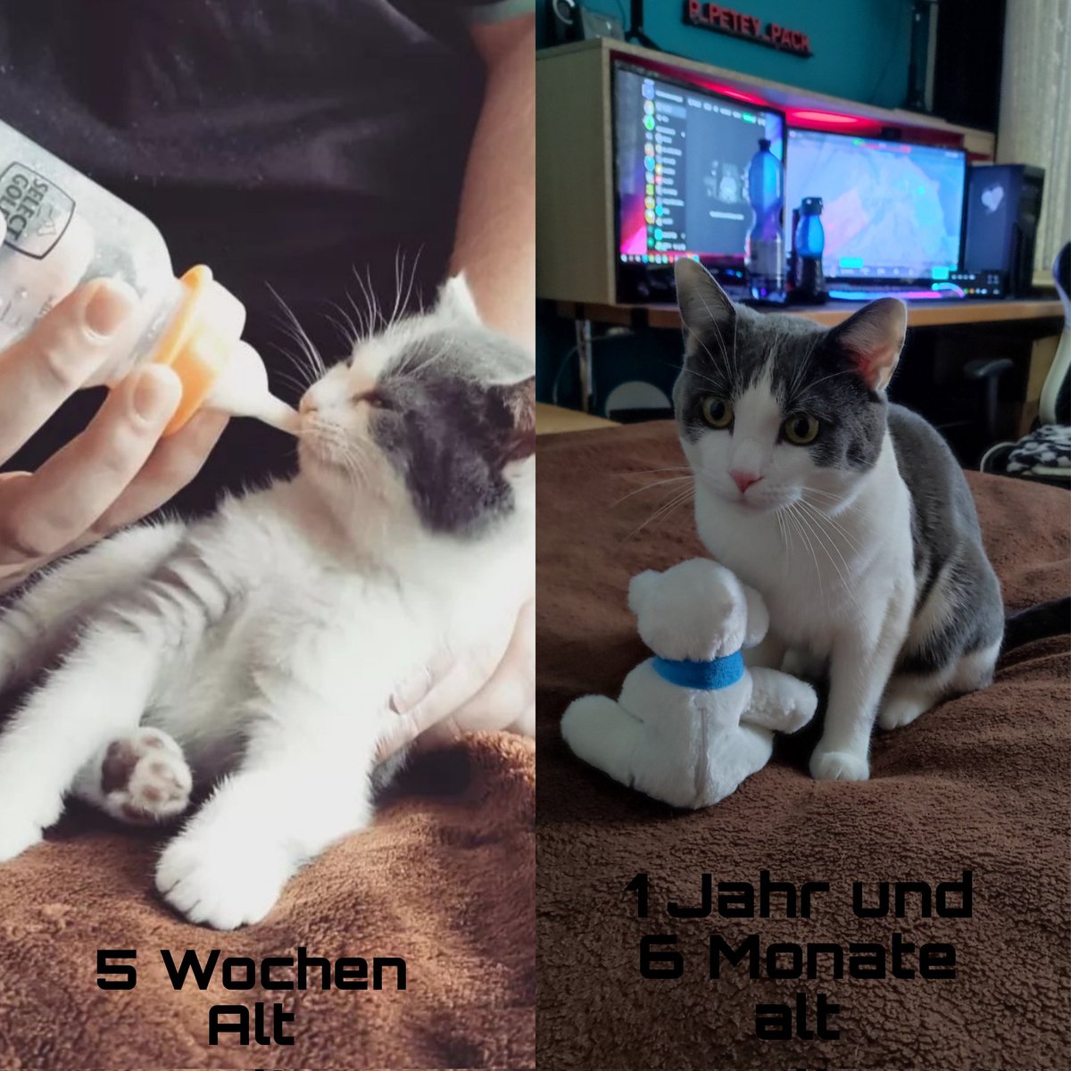 PackPetey's tweet photo. Er ist so schnell groß geworden😍, dabei hätte er es beinahe nicht überlebt 🥺

#katze #cat #twitch #twitchstreamer https://t.co/OSgc0qGMJx