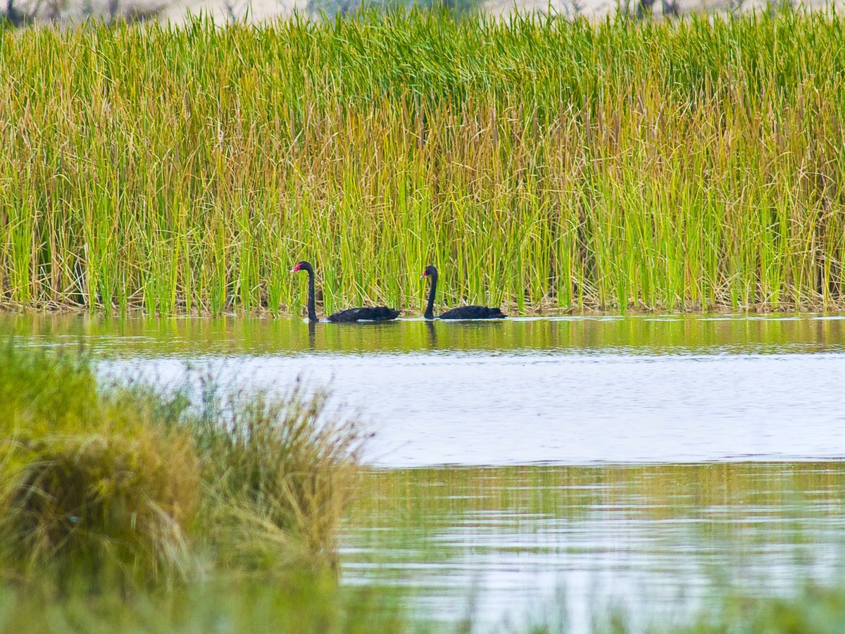 awconservancy's tweet photo. Did you know that over 130 bird species have been documented in same-sex relationships? In fact, a quarter of all black swan pairings are M-M! Their #gaybies have a survival rate to fledgling of 80% compared to just 30% for those raised by M-F pairs! 🦢🌈

📸W Lawler/#AWC

#LGBTQ https://t.co/iAKRKlPoNw