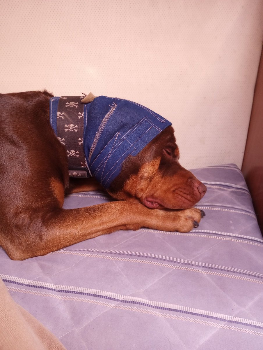 Rocky got a new piece of headgear and I got a surprise $900 vet bill. All because some asshole thought downtown was an appropriate place to have an aggressive dog off leash.  

Good times.