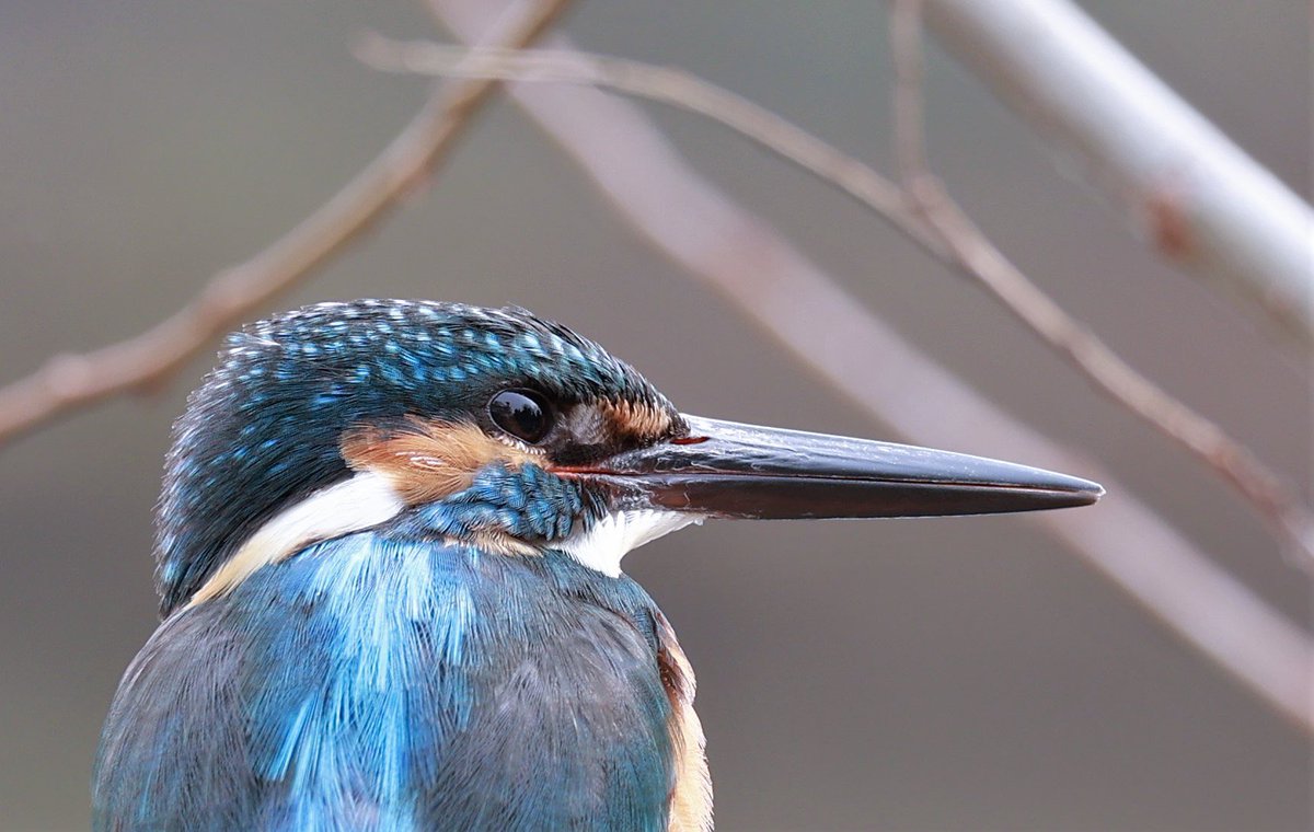 toczomaldiver's tweet photo. カワセミくんアップ💙😍

#カワセミ #kingfisher #野鳥 https://t.co/HjsHFaUV7w