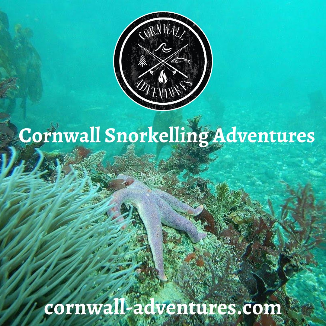The Cornish Coast is one of the most beautiful places in the UK, and we want as many people to experience the underwater world as possible. 🤿❤️
#cornwall #adventures #snorkel #holidaycornwall #underwater #cornwalladventures