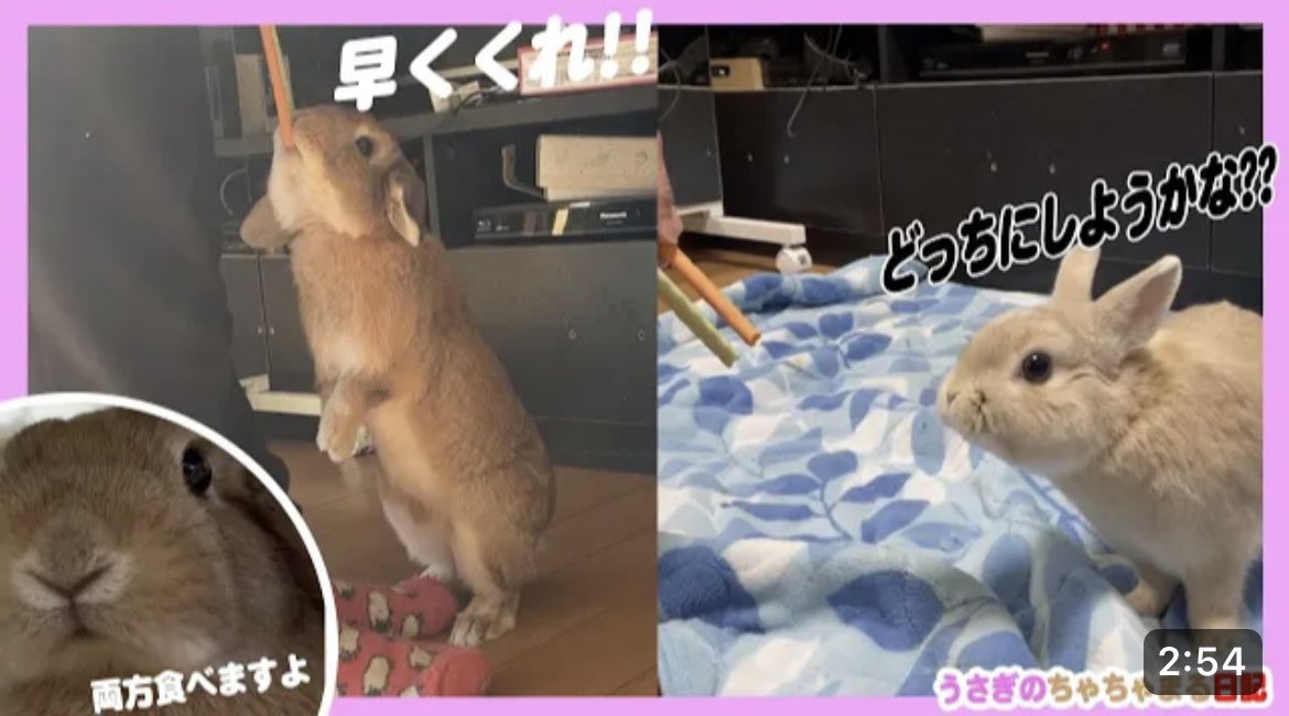 オヤツをおねだりするウサギ達!!うさぎのちゃちゃまる日記＠478 youtu.be/ldl5NViSfdM @ＹｏｕＴｕｂｅより
おはようございます😊YouTube更新しましたので、よろしければご視聴、チャンネル登録よろしくお願い致します🙇🏻‍♀️