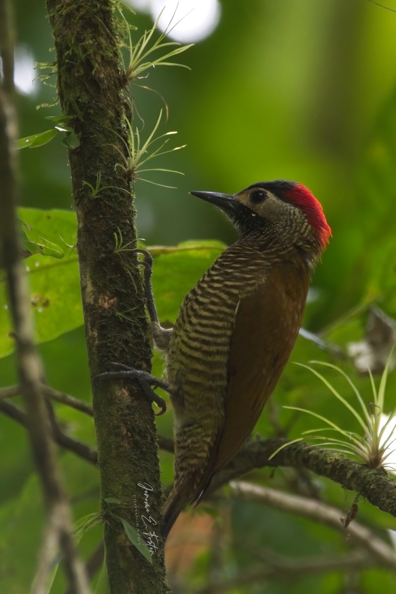 buggyfresh78's tweet photo. I love the #forest - clean air, quiet and chance encounters like this female #Golden-olive #woodpecker! #NorthernRange #Trinidad.
.
.
.
#birdwatching #wildlife #animals #birdphotography #trinidadandtobago #BirdsSeenIn2023 https://t.co/J6NPKt8qFW