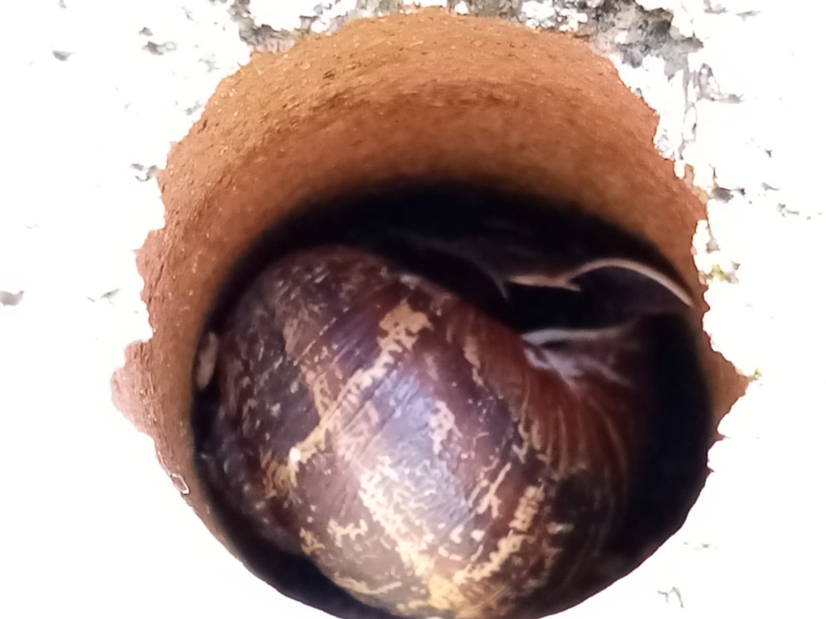 eoinue's tweet photo. @SiKImagery This was a snail in a tiny hole in a Red Brick. https://t.co/bMcL0qPBeu