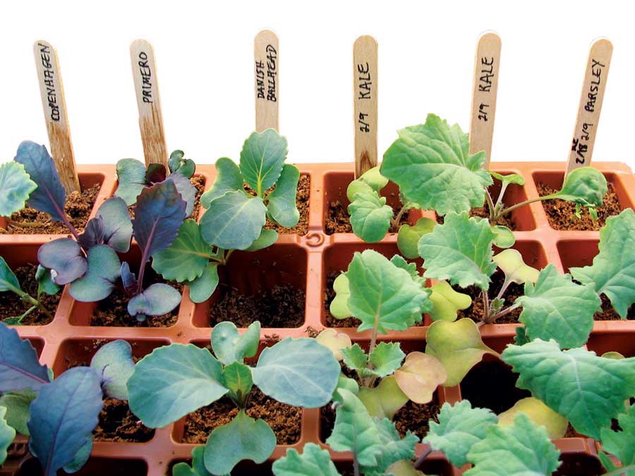 MotherEarthNews's tweet photo. You’ll love the benefits of growing your own transplants. You can grow unique heirloom selections as well as the best varieties for your garden’s conditions. The potential money savings aren’t small potatoes, either!

https://t.co/yD6aMw4Rv1 

#startingseeds #gardeningtwitter https://t.co/DZYamRIAOS
