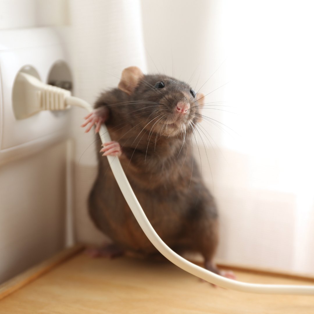 Here's what you need to know before you say, 'it was only one mouse.'

Mice can also gnaw through #electrical wiring, causing power outages in #buildings, provoking electrical #fires, and forcing expensive #repairs. 

#Hamilton #ResidentialBuilding #LandlordAdvice  #StoneyCreek
