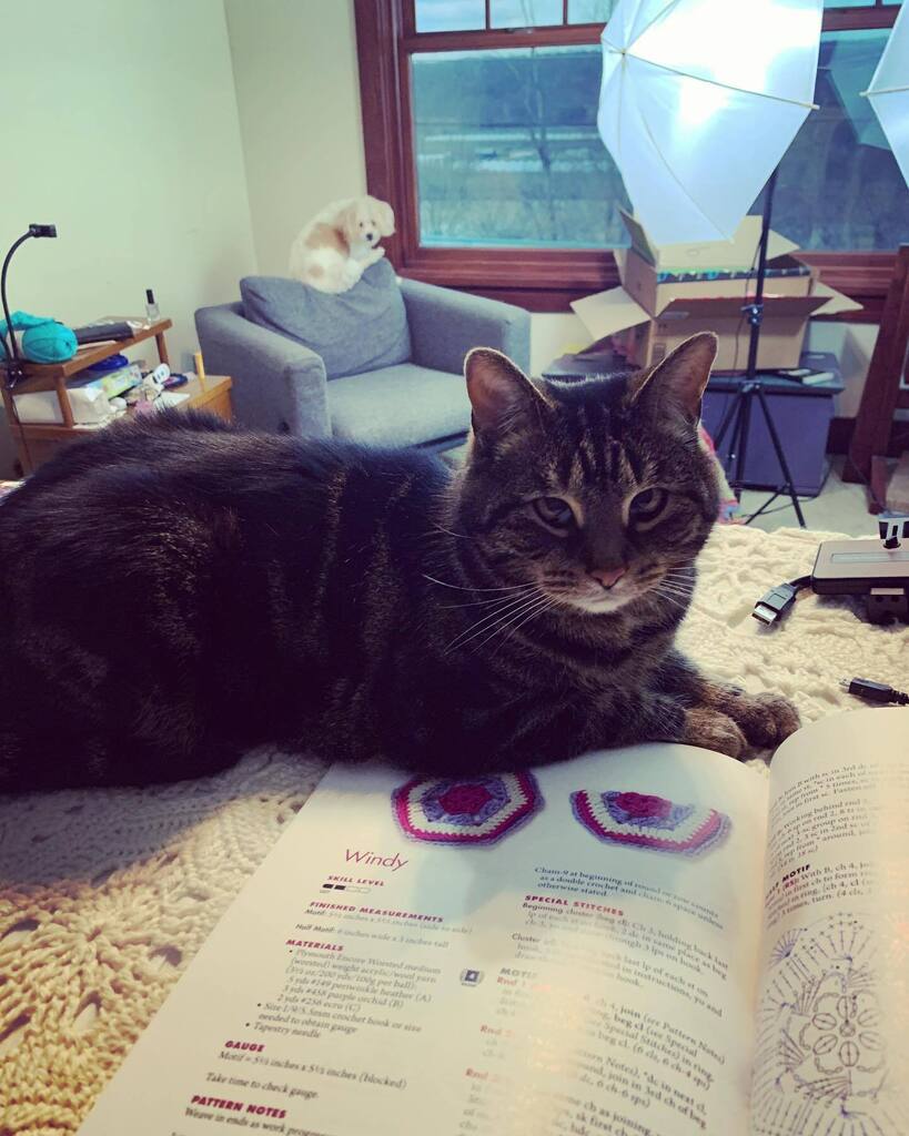 There’s a great deal going on in this photo. #theothecat #hobichipoo instagr.am/p/Co5utsRpW8I/