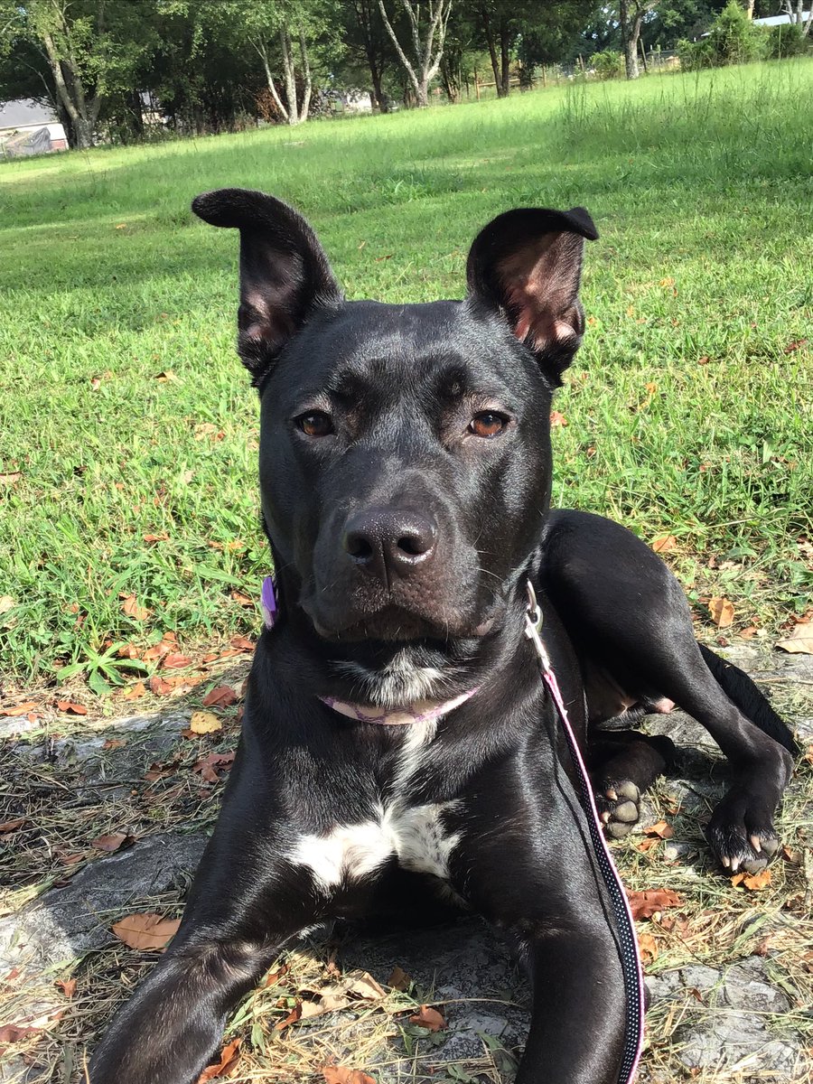 LovelyLizKitten's tweet photo. It’s #LoveYourPetDay am gonna spam pics of each of my pets! Starting with the best heckin pupper! Oreo! She’s the sweetest heckin pup and idk what I’d do without her she’s definitely something special and a heckin goof! #Pitbull #PitLabmix #dog #pup https://t.co/PTPJuX8FPv