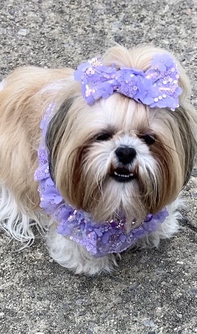 Happy National Love Your Pet Day 2023 pawdy frwen!🐶Hope your day be filled with lots of yummy treats and cuddling too😊 Woof you sweet frwens!💜🥰💜

#LoveYourPetDay #DogsofTwittter #loveyourpet #shihtzu #puppylove #dogsarefamily #dogsarelove #DogsOnTwitter #HappyMonday #BeKind