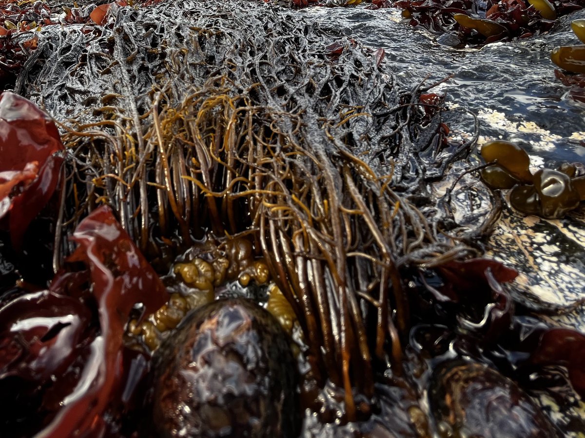 AlgaLab's tweet photo. Macroalgas antárticas 😍 🇦🇶🐧.
Hoy el alga parda "Phaeurus antarcticus" (pertenece al Orden Desmarestiales)😍.
#MacroalgasAntarcticas #Seaweeds #Antarcticseaweeds #Phaeophyceae #AlgasPardas #Antarctica #ECA59 #CentroIDEAL #AlgaLAB #centroimar #nucleomileniomash #ulagos #CeBiB https://t.co/LHyPC7jYn1