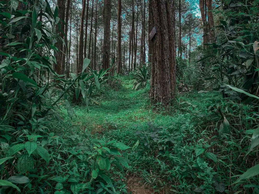 merapi_uncover's tweet photo. Kembali explore ke daerah hutan pinus perbatasan kulon progo &amp; purworejo yaitu hutan pinus milwis hill 

Lokasinya ada di deket kebun teh nglinggo jd kalau arah ke kebun teh itu ke kanan kita ambil kiri nanti ada pertigaan plang hijau kalau kiri arah purworejo kita ambil kanan https://t.co/EspQNd0WwQ
