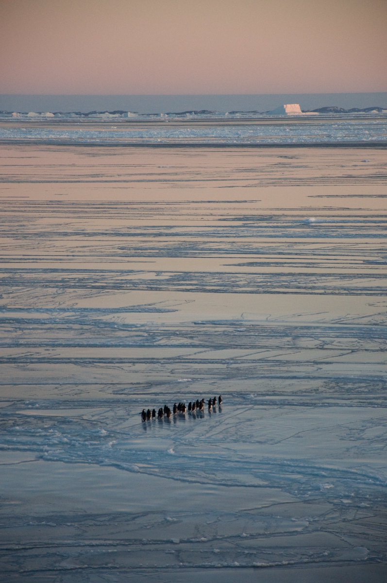 Ant_Partnership's tweet photo. 'Nilas' is a type of thin elastic sea ice. It's also the name of a new interactive mapping tool for #Antarctic sea ice developed by smart people at @AusAntarctic and @Ant_Partnership.
Read more at https://t.co/vxdfaaUHuv
Check out the Nilas mapping tool at https://t.co/iEdJqoiUhe https://t.co/8dUNG5jx8g