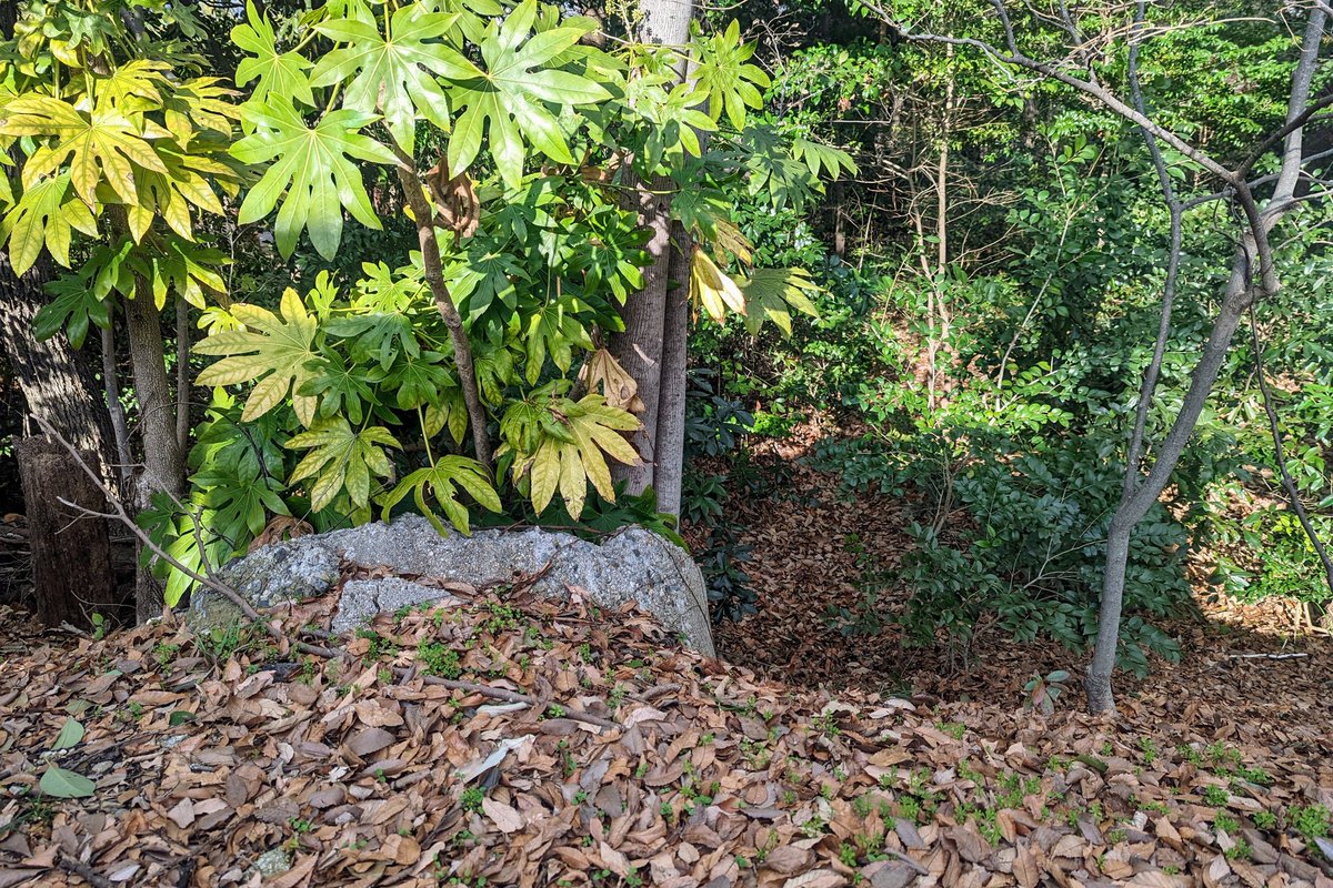 kawtky's tweet photo. 溝の西端（下流側の終わり）にはヒューム管が埋まっている。もはや向いている方向はめちゃくちゃだが、ここから弁天池（弁天公園付近にあった池）まで繋がっていたトンネルの一部だと思われる。これより先に水路の遺構はない。 https://t.co/VIVAJoF0Ax