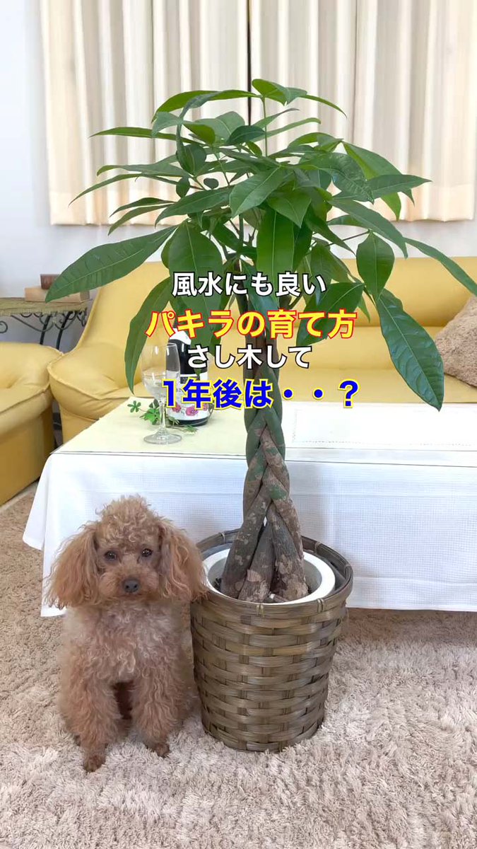 BloomingScape's tweet image. LINE VOOMで「パキラ」の動画をご紹介しております。

★タイトル：「🍀パキラの育て方を動画でご説明！＋挿し木して1年後は？」

【▼LINEで見れる無料動画です。▼】
linevoom.line.me/post/116751556…

#パキラ #ブルーミングスケープ #pachira #育て方 #インテリア #bloomingscape