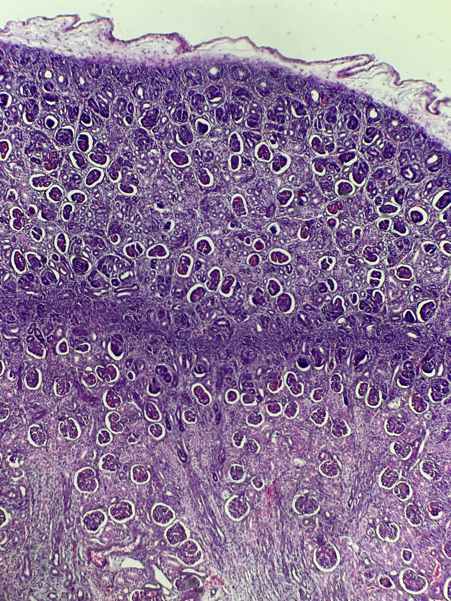 Pathowan's tweet photo. Riñón bb. 🥰
#PathTwitter #PediPath https://t.co/VNBcWuvxZu