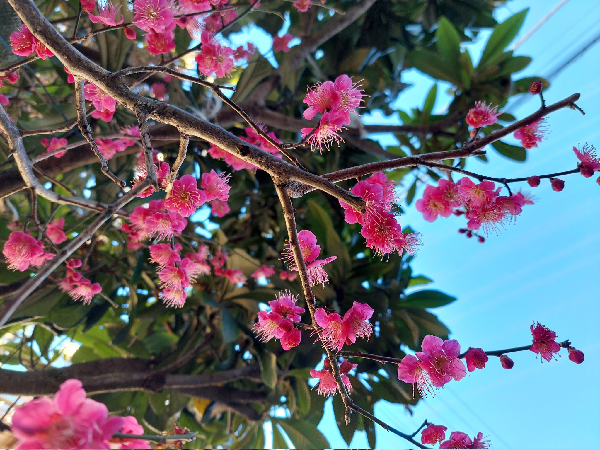 花y…ページ•*¨*•.¸♬︎ エクストラパック 第52弾 恋♡乙女の聖戦 ｜ Z/X - Zillions of