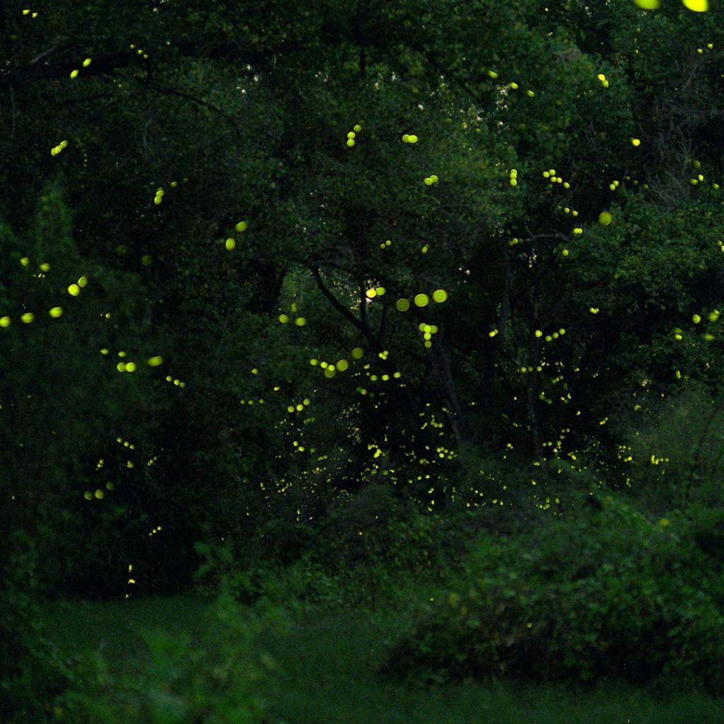 ALWT Virtual Happy Hour! - Fireflies in AZ.  Join us!  This Friday, Dr. Joe Cicero will share his work and research on Arizona fireflies and related groups. Looking forward to seeing you all!  To attend advance registration is needed.  Connect with cpons@alwt.org for the link.